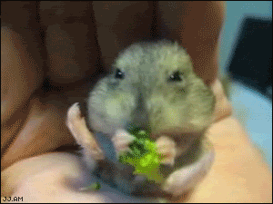 A field mouse enjoying its broccoli. Om nom nom nom!