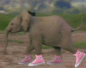 Burn more fat when you pick up the pace (like this cute baby elephant in sneakers).