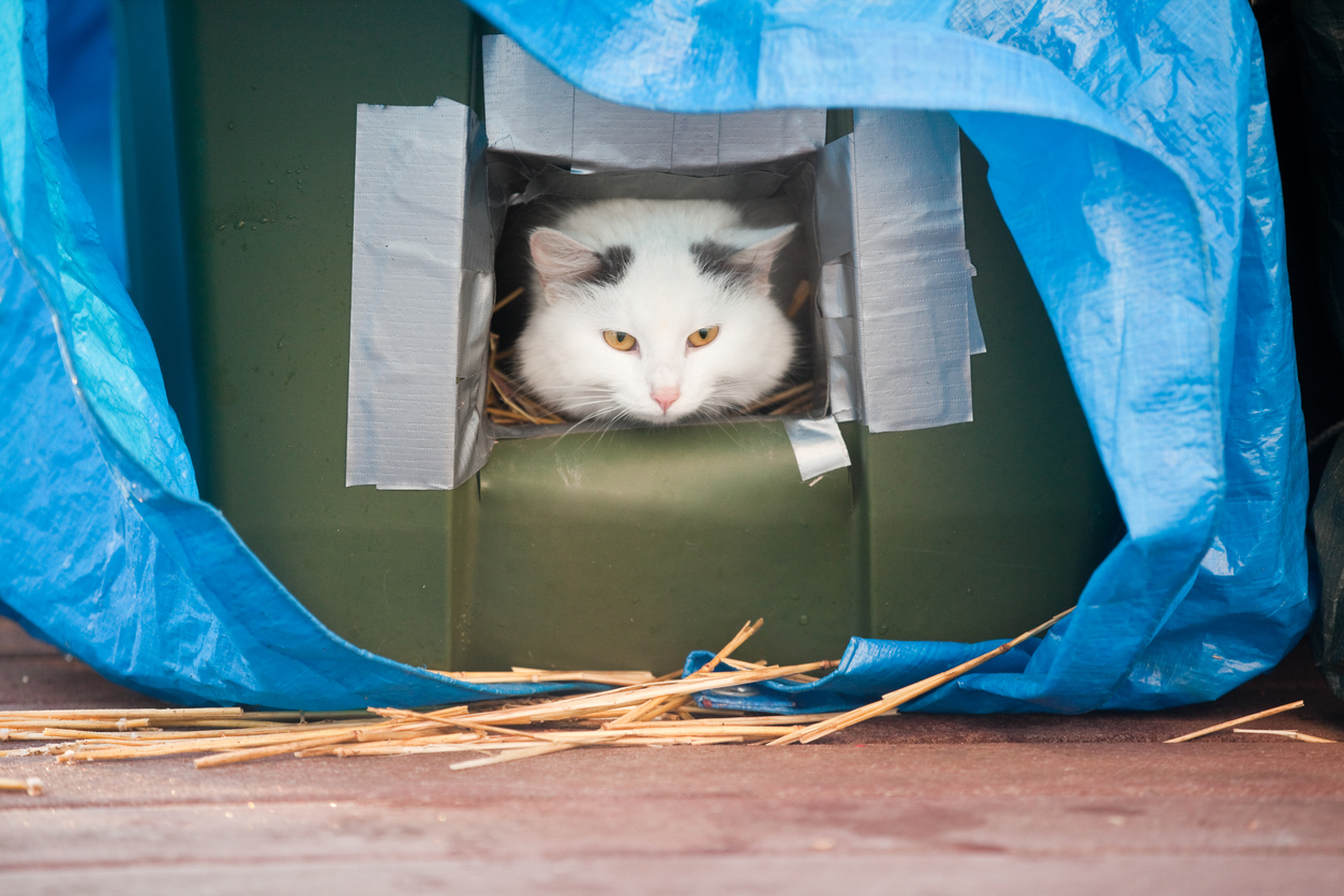A stray cat enjoying the warmth of a homemade shelter.