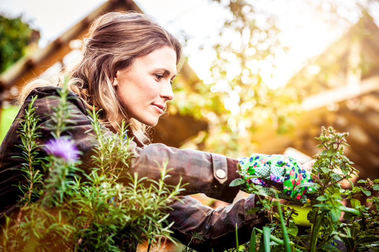 Gardener take care of her plants in the vegetable garden.