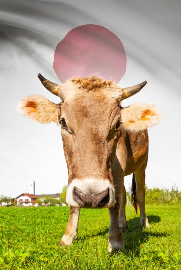 A cow standing in a field in front of a Japanese flag.